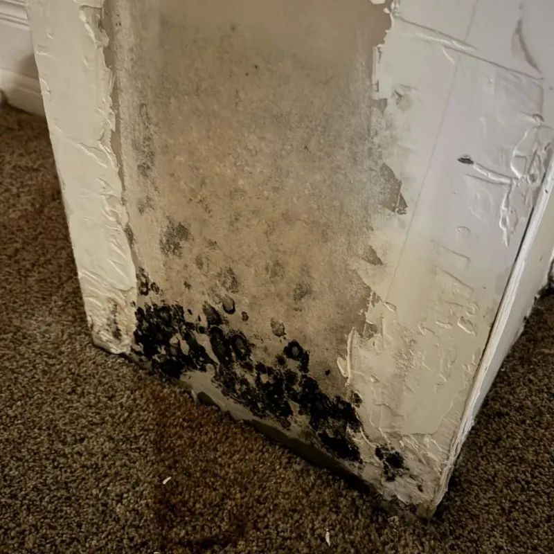 Professional Mold Removal in Grant, NE